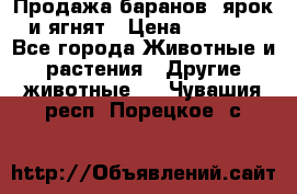 Продажа баранов, ярок и ягнят › Цена ­ 3 500 - Все города Животные и растения » Другие животные   . Чувашия респ.,Порецкое. с.